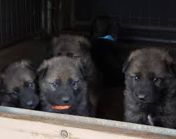 2.5 von der otto german shepherds. Sable German Shepherd Puppies For Sale In Texas The Y Guide