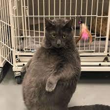Pin On Cats