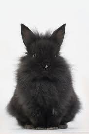 Bunny Beard Cute Animals Animals Beautiful Cute Bunny