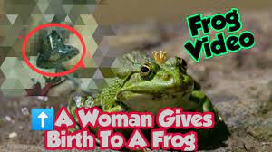 Frog video from TikTok user goes viral, sparking online debate - Thaiger  World