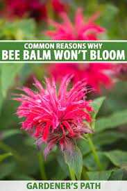 Why Won T My Bee Balm Flower Gardener S Path