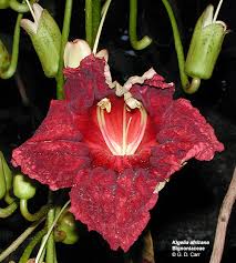 Image result for Bignoniaceae