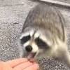 The rabies virus can survive for a very little time, about two hours. Https Encrypted Tbn0 Gstatic Com Images Q Tbn And9gcrbdn4zkzaixv5z6appyztkmzq5mbwmzs87i9qsfkzzrtxu9 Vi Usqp Cau