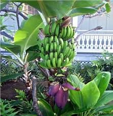Image result for Musa paradisiaca