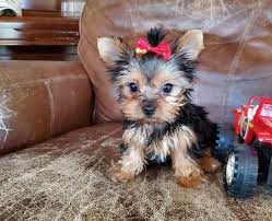 Yorkie Puppies Under 200 For Sale United States Pets 5 In 2021 Teacup Yorkie Puppy Yorkie Puppy Teacup Yorkie