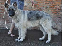 I have eight beautiful malamute wolf pups from two different litters one letter was born november 9th 2019 the other litter was born november 26th 2019 they are all very loving and playful puppies they are from good lineage they have been raised up to this point. Shiloh Shepherd Puppies Puppy Dog Gallery