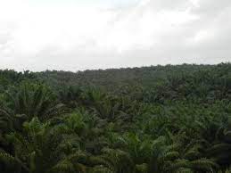 Contextual translation of nama saintifik pokok kelapa into english. Ladang Kelapa Sawit Dalam Gambar Ekolss Blog