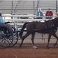 2024 Festival of Driving, Queen Creek Arizona, Sat Nov 9 & Sun Nov 10