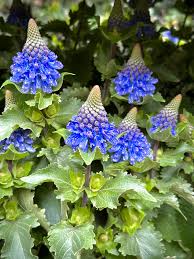 Image result for Pycnostachys