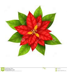 Weihnachtsstern Blumenpoinsettia Lokalisiert Vektor