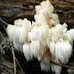 Intro to Mushroom Identification & Foraging
