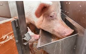 Sau khi chất hàng và thực hiện những sửa chữa cần thiết cho con tàu, thuyền trưởng van der decken tiếp tục lên đường đến amsterdam (hà lan). Futterung Muttersauen