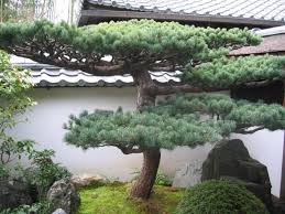 Bonsai Baum Im Zen Garten Gestaltungsideen Im Japanischen Stil Garten Bonsai Und Gartenbonsai
