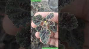 Image result for Chrozophora plicata