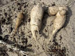 Image result for Coccinia