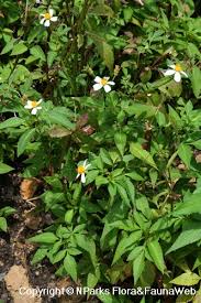 Image result for Bidens pilosa