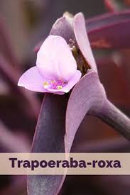 Contact penipuan group & intro on messenger. Sam Alves Kacphienesana Profile Pinterest