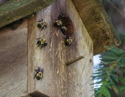 Now that you know what bumble bees look like and how they differ from honey bees and carpenter bees, what happens. Bumblebee Nest