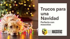 This is daily new updated coin master spins links fan base page. Trucos Para Pasar Una Navidad Perfecta Con Mascotas Automascotas