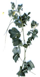 Image result for Senna obtusifolia