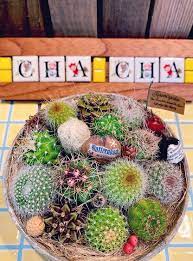 茶々のお庭さんの投稿 雪晃 玉翁 青王丸 キッチン お庭 庭 植物 花