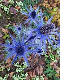 Image result for Ischaemum amethystinum