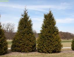 It is tolerant of light shade and of moderate drought; Green Giant Arborvitae Thuja Green Giant North American Insects Spiders