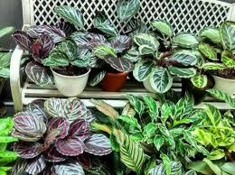 Calathea Roseopicta Rose Painted Calathea Care Info Houseplant Central Plant Care Houseplant House Plants Ornamental Plants