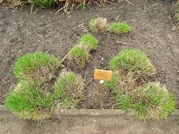 Image result for Ischaemum