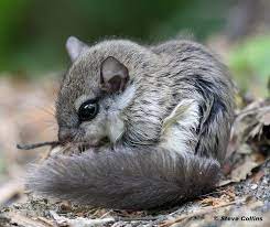 Lophura S Favorites Flying Squirrel Pet Japanese Dwarf Flying Squirrel Cute Animals