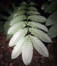 Image result for Aphanamixis