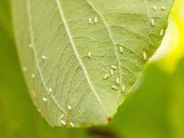 If you see tiny white bugs in your house, they could be any number of pests. How To Get Rid Of Whiteflies On Houseplants