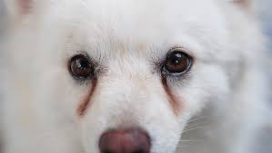 Tear Stains Under Dogs Eyes What They Mean And What You Should Do About Them Dogtime