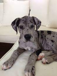 370 Puppy Ideas In 2021 I Love Dogs Dogs Puppies