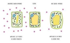 Movement Across Cell Membranes The Science Hive