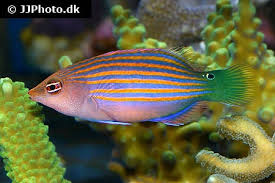 Image result for Nesaea linearis