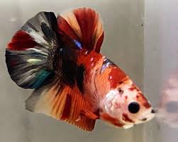 Candy Koi Betta Fighting Fish Betta Splendens The Trop Company
