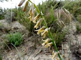 Image result for Dipcadi