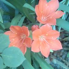 Image result for Cyrtanthus rhodesianus