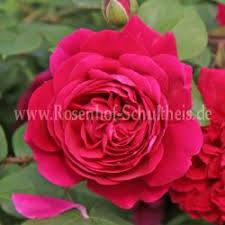Blog articles that mention both la rose jacqueminot and perfume bottle. General Jacqueminot Rosen Online Kaufen Im Rosenhof Schultheis Rosen Online Kaufen Im Rosenhof Schultheis