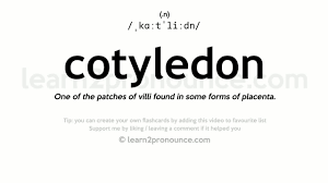 Cotyledons - How To Pronounce It? Cotyledons Meaning And Pronunciation! -  Youtube