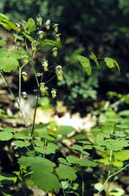 2, 5 in south africa, it has been used to treat hysteria. Thalictrum Dioicum Wikipedia