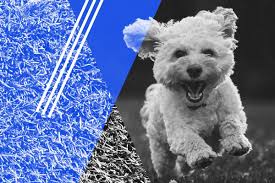 Cassens from vet hospital to vet hospital while she performed relief services around the round rock, cedar park and austin area. The Best Apartments In Memphis For Pet Lovers Rent Com Blog