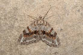 Image result for Trichopteryx