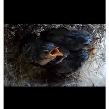 Oh iya sob, burung ciblek ini terdapat beberapa jenis loh, antara lain ciblek kristal, ciblek gunung dan ciblek sawah. Harga Ciblek Lolohan Terbaru Juni 2021 Biggo Indonesia