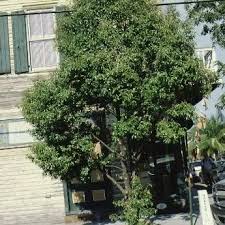 Image result for Capparaceae