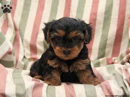 Looking for a yorkie puppy for sale in ohio? Yorkie Poo For Sale Craigslist Pa Pets Lovers