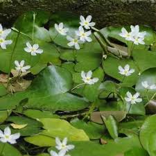 Image result for Nymphoides forbesiana