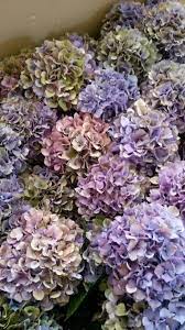 Indigo Blueberry Blackberry Hydrangea Flower Landscape Ombre Flowers Hydrangea Flower