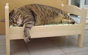 ikea oyuncak bebek yataklarinda keyif yapan kediler ikea cat ikea cat bed cat bed